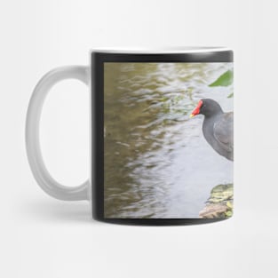 Common Gallinule at Edge of Water Mug